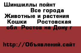 Шиншиллы пойнт ns1133,ny1133. - Все города Животные и растения » Кошки   . Ростовская обл.,Ростов-на-Дону г.